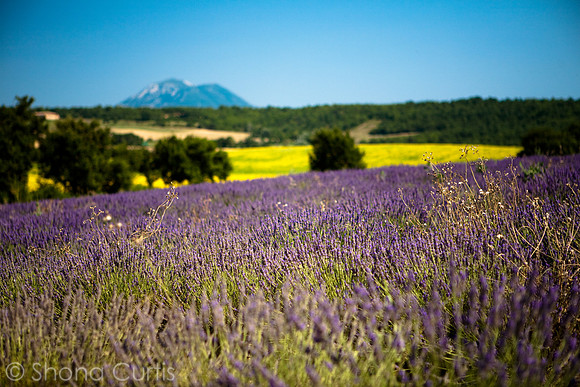 Valensole Plateau