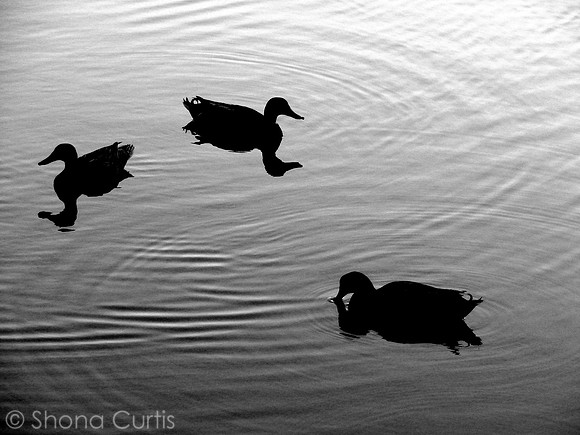 Circle of Three