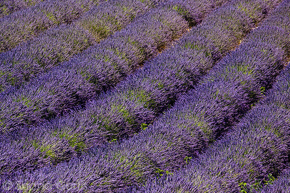 Lavender Waves