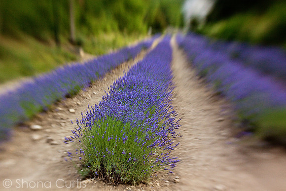 Scent of Memory